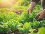 Mały ogródek warzywny, w którym osoba zbiera świeże produkty, otoczony żywą zielenią i delikatnym światłem słonecznym.