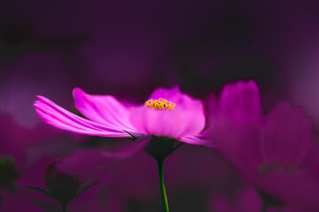 Wall Mural - Flower Series : Light pink cosmos flowers in the park