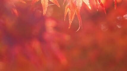 Wall Mural - dramatic view of maple leaves on a tree swaying in wind in autumn or fall, nature or outdoor, nostal