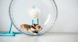© SERHII - Hamster running on exercise wheel in minimalist setup