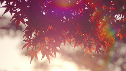Wall Mural - dramatic view of maple leaves on a tree swaying in wind in autumn or fall, nature or outdoor, nostal