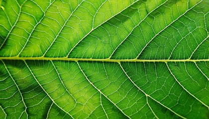 Green leaf macro illustration.  Green leaf  background. leaf texture
