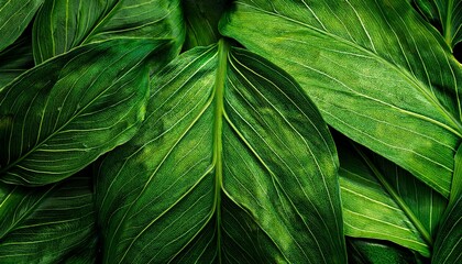 Green leaves texture background. Natural background and wallpaper