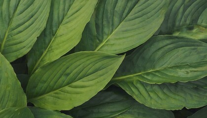 Green leaves texture background. Natural background and wallpaper