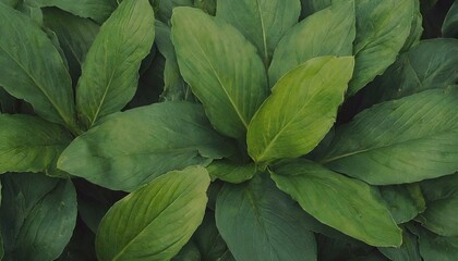 Green leaves texture background. Natural background and wallpaper