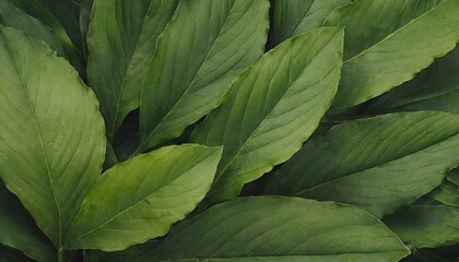 Green leaves texture background. Natural background and wallpaper