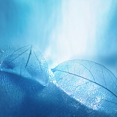 Aufkleber - Two transparent skeleton leaves macro on wet surface on blue background in nature with beautiful light.