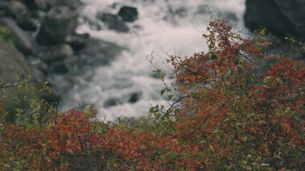 Wall Mural - dramatic view of many red maple leaves and flowing water in a forest in autumn or fall, tomisato val