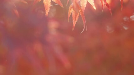 Wall Mural - dramatic view of maple leaves on a tree swaying in wind in autumn or fall, nature or outdoor, nostal