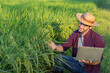 © kamonrat - Farmer Using Laptop to Monitor Rice Growth in Field, Implementing Smart Agriculture Technology for Improved Crop Management and Sustainable Farming Practices