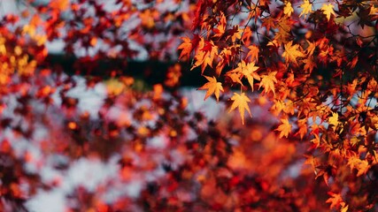 Wall Mural - dramatic view of maple leaves on a tree swaying in wind in autumn or fall, nature or outdoor