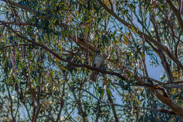 female brown falcon in a tree