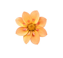 Wall Mural - a single large real orange dwarf dahlia flower head isolated against a transparent background for de