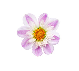Wall Mural - a single large real pink and white dwarf dahlia flower head isolated against a transparent backgroun