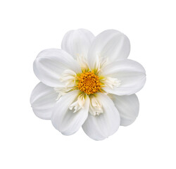 Wall Mural - a single large real white dwarf dahlia flower head isolated against a transparent background for des