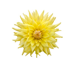 Wall Mural - a single large real yellow dahlia flower head isolated against a transparent background for design e