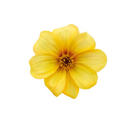 Wall Mural - a single large real yellow dwarf dahlia flower head isolated against a transparent background for de