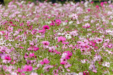  ピンクのコスモス畑の花の風景