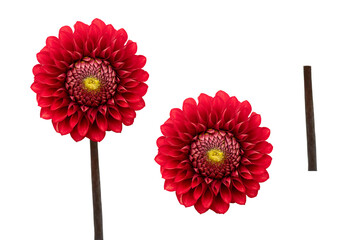 Wall Mural - two real red dahlia flower heads and stems isolated against a transparent background for design elem