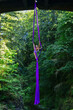 © Connect Images - Aerial silk performer executing a pose on vibrant purple fabric suspended from a bridge in a lush green forest, USA