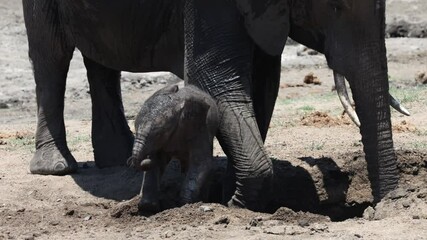 Wall Mural -  a baby elephant calf rescued by mom out of a hole