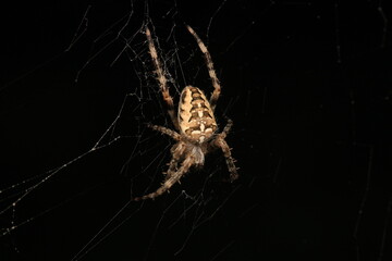 natural parasteatoda tepidariorum spider macro	