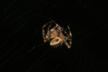 natural parasteatoda tepidariorum spider macro	