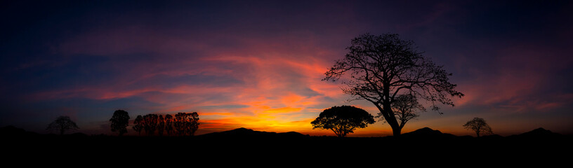 Wall Mural - panorama silhouette mountain, tree in africa with sunset.tree silhouetted against a setting sun.dark