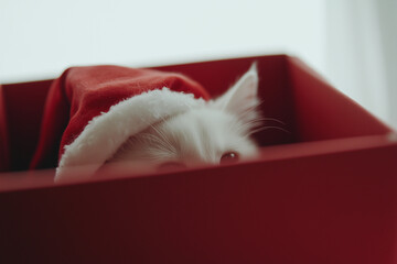 Wall Mural - White kitten in Santa hat in red gift box on white background. New Year advertisement with cat. 