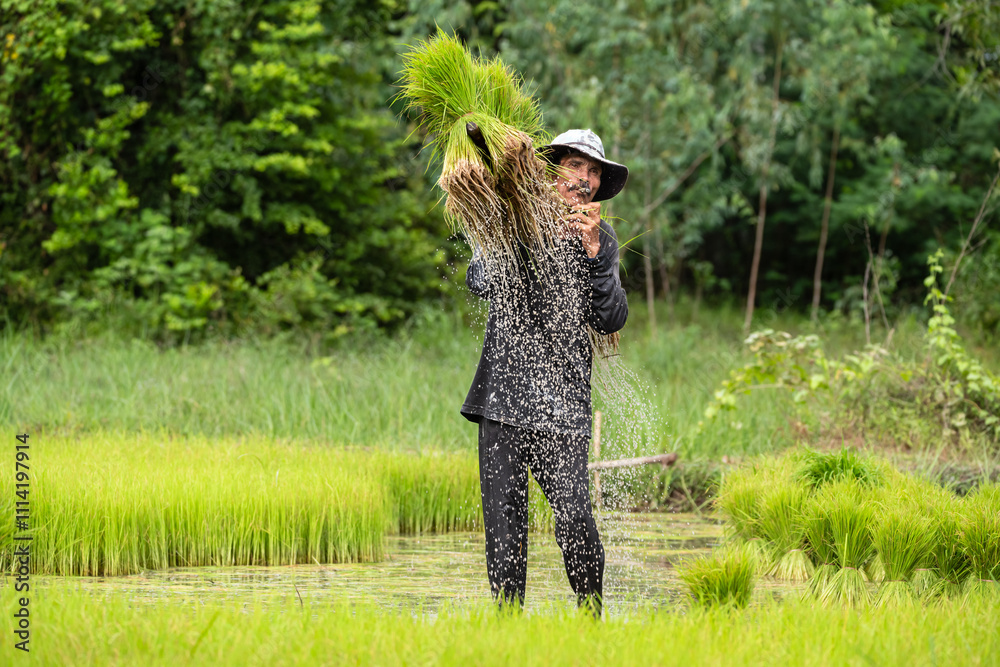 Asian man rice farmer work and carry rice seedlings to transplant at ...