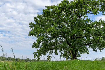 Wall Mural - a lone oak tree growing in a field with green grass against a cloudy sky