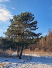 Wall Mural - lone tree in snowy field