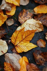 Poster - A detailed view of fallen leaves scattered on the ground, suitable for autumn or nature-themed designs