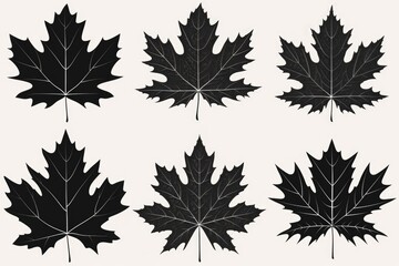 Poster - A close-up shot of four black maple leaves on a white background