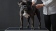 © OlgaPix - Veterinarian examining a boxer dog on table