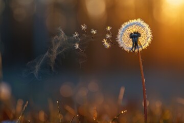 Aufkleber - A close-up of a dandelion with its seeds blowing away in the wind, often used for illustration or as a symbol
