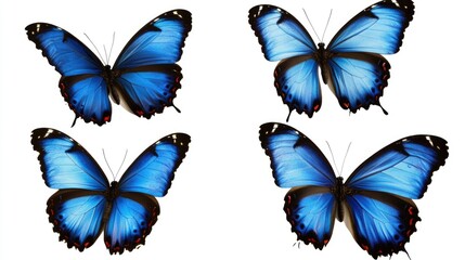 Poster - Butterflies on a simple white background, great for illustration or design
