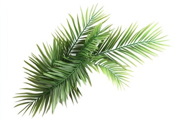 Poster - A close-up view of a palm leaf on a plain white background