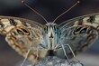 © Alena - Close-up view of a butterfly sitting on a rocky surface