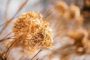 Canvas Print - winter garden with dry hydrangea