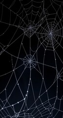 spider web 