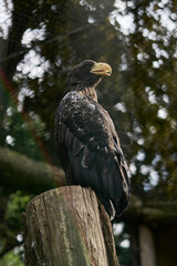 a white-tailed eagle sits proudly on a tree
