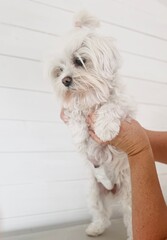 Wall Mural - Small Dog Standing on the Table After Surgery, with Veterinary Hands Gently Lifting Its Paws to Reveal the Bandaged Belly During Post-Operative Recovery