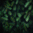 © sima's creations - background of green branches