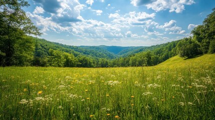 Poster - Breathtaking panorama of the Pineville area showcasing lush green valleys and vibrant flowers under a brilliant blue sky