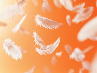 Poster - Feathers gently floating against a soft pastel orange background during a serene moment