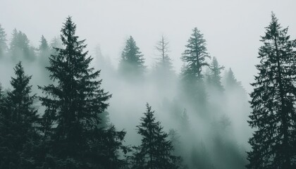 Poster - Silhouetted Pine Trees in a Misty Forest