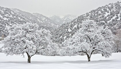 Poster - Two Snow-Covered Trees in a Snowy Mountain Valley