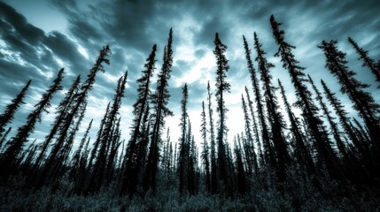 Poster - Tall Dark Trees Underneath a Stormy Sky