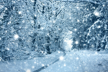 Wall Mural - Winter forest with white falling Snow .